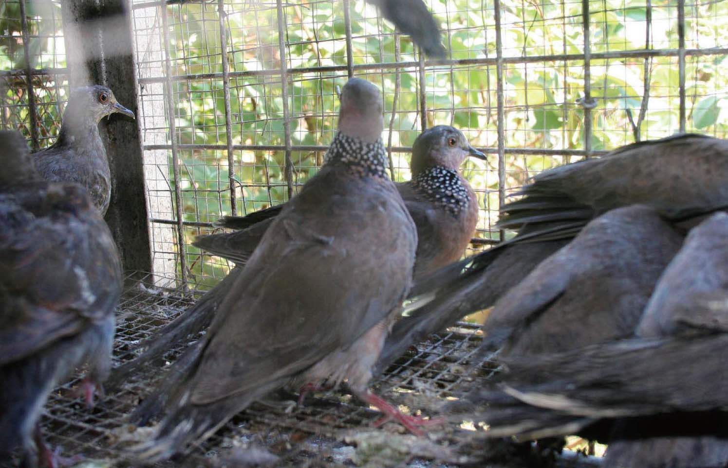 珠頸斑鳩